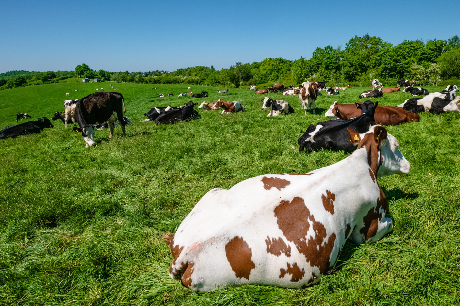 Dairy Farm Image 3